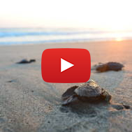 Sea Turtle