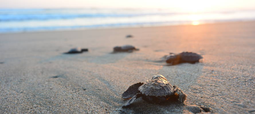 Sea Turtle