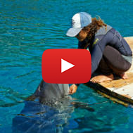 Dolphin