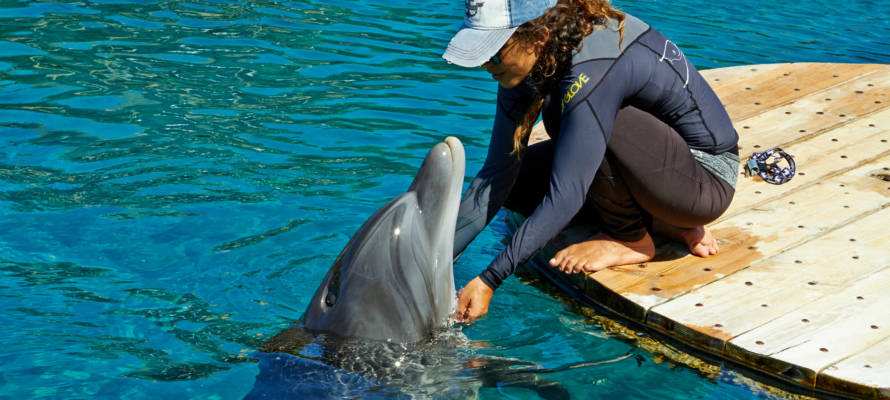 Dolphin