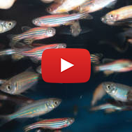 Zebrafish