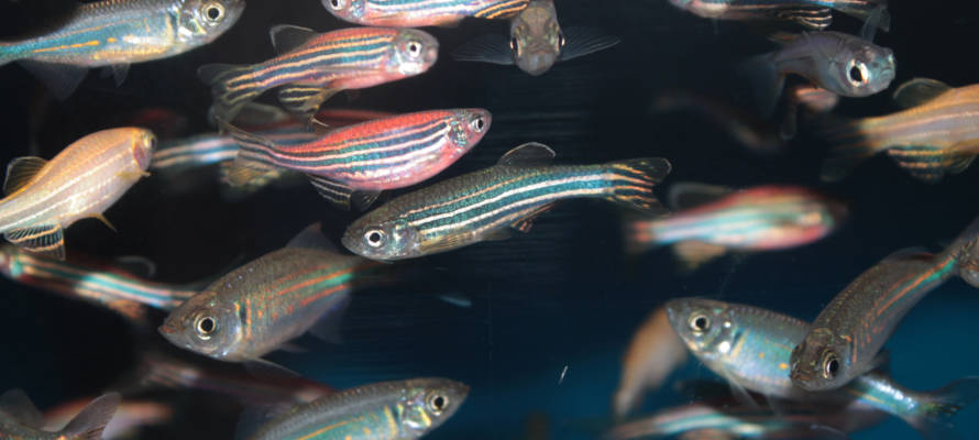 Zebrafish