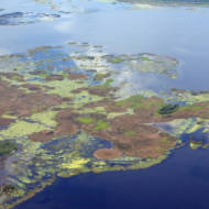 Lake Okeechobee algae bloom