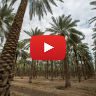 Dates orchard near Kibbutz Niran in the Jordan Valley