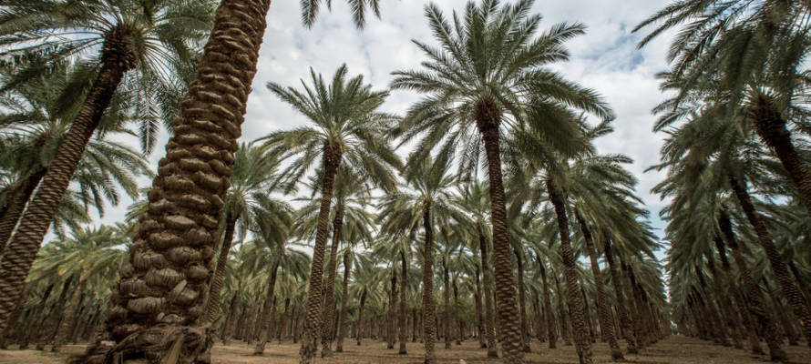Dates orchard near Kibbutz Niran in the Jordan Valley