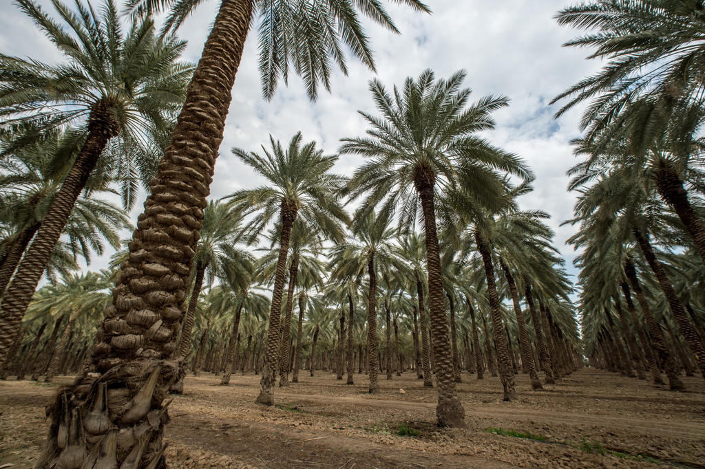 Dates orchard near Kibbutz Niran in the Jordan Valley