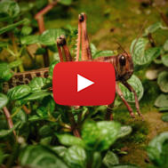 Locust