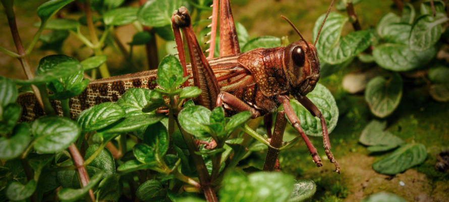 Locust