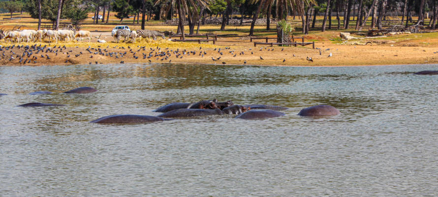 Ramat Gan Safari