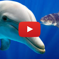 dolphin shark