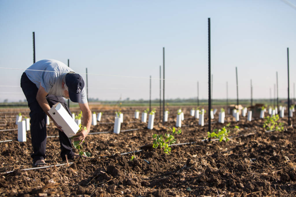 Israel agriculture