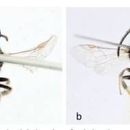 New Bees