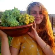 Harvesting wine grapes at Esh Kodesh settlement
