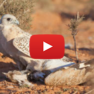 endangered houbara species