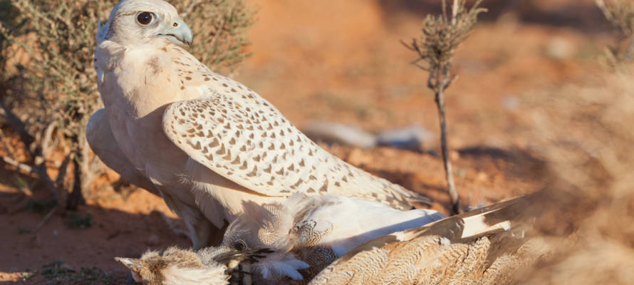 endangered houbara species
