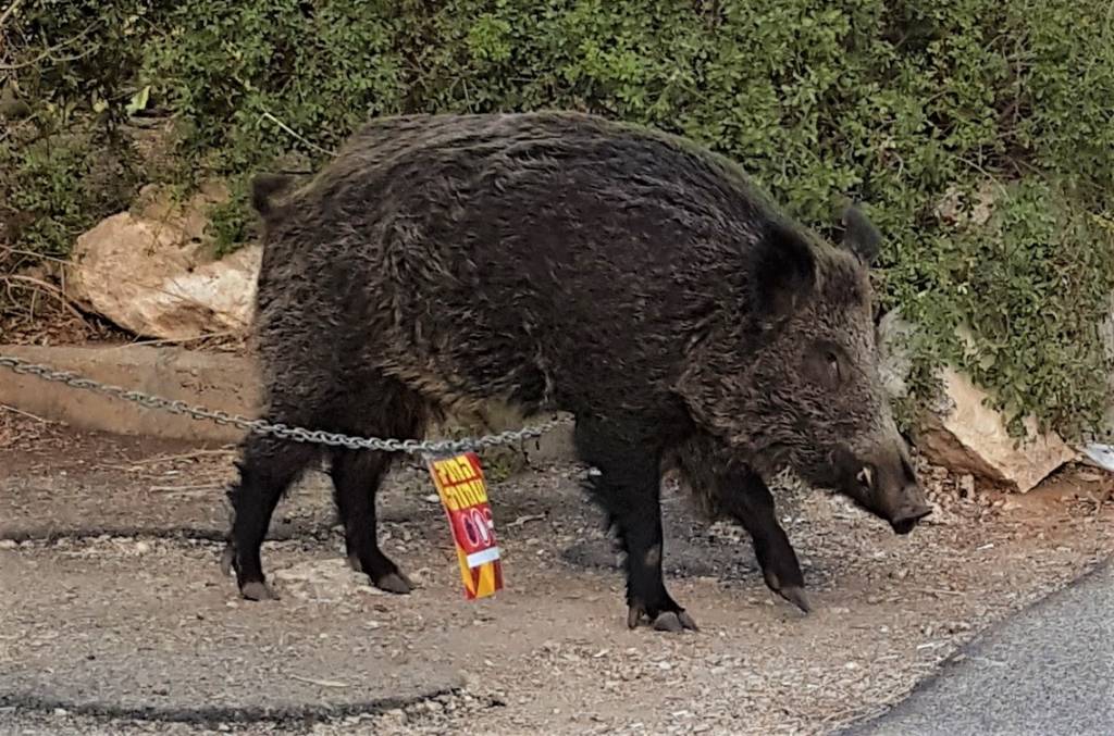 Wild boar in Israel