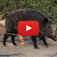 Wild boar in Israel