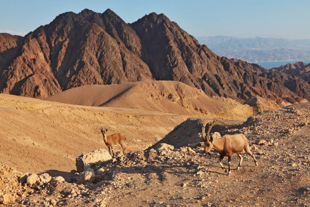 Israeli wildlife mountains diversity