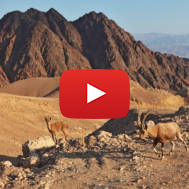 Israeli wildlife mountains diversity