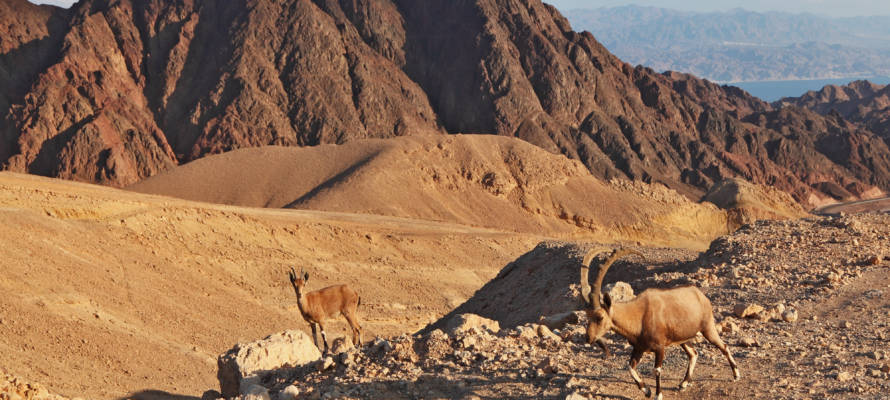 Israeli wildlife mountains diversity