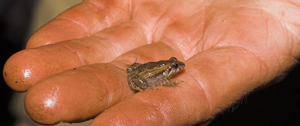 Aussie toadlet