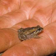 Aussie toadlet