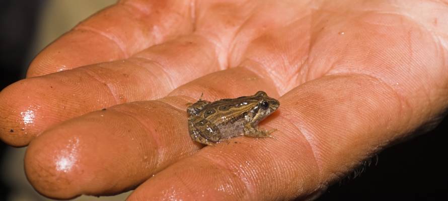 Aussie toadlet
