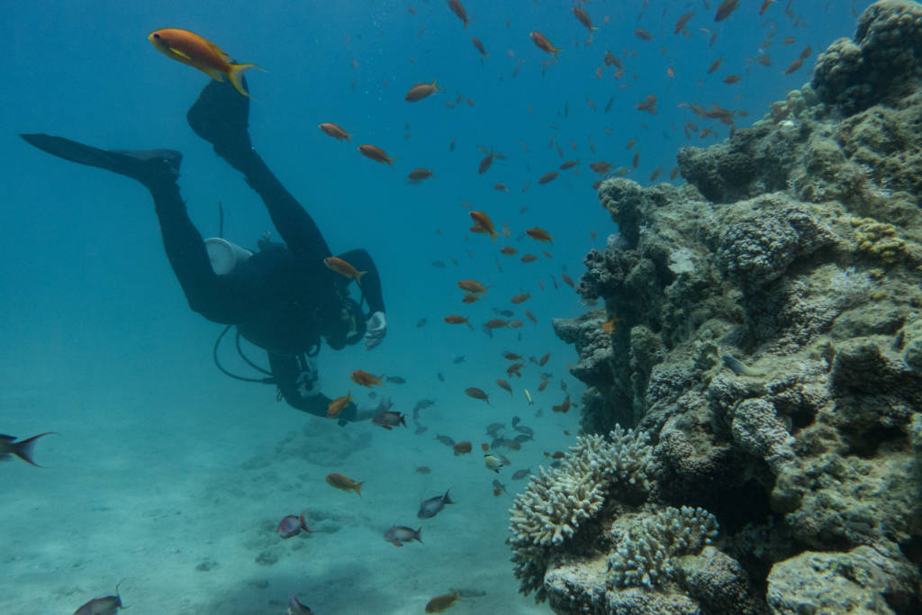 red sea diver