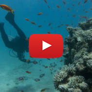 red sea diver