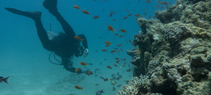 red sea diver