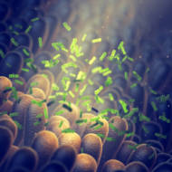 Gut microbiome