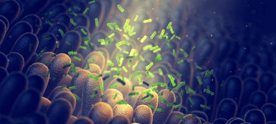 Gut microbiome