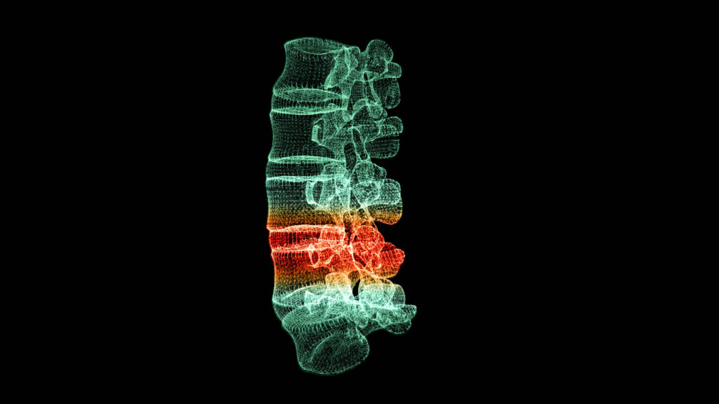 spinal cord