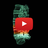 spinal cord