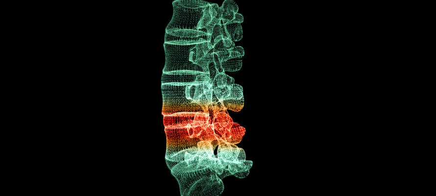 spinal cord