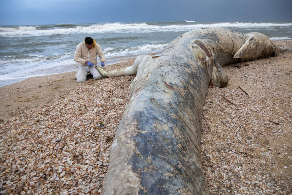 Israel Whale oil spill