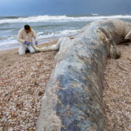 Israel Whale oil spill