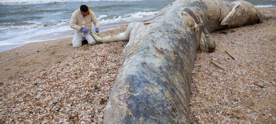 Israel Whale oil spill