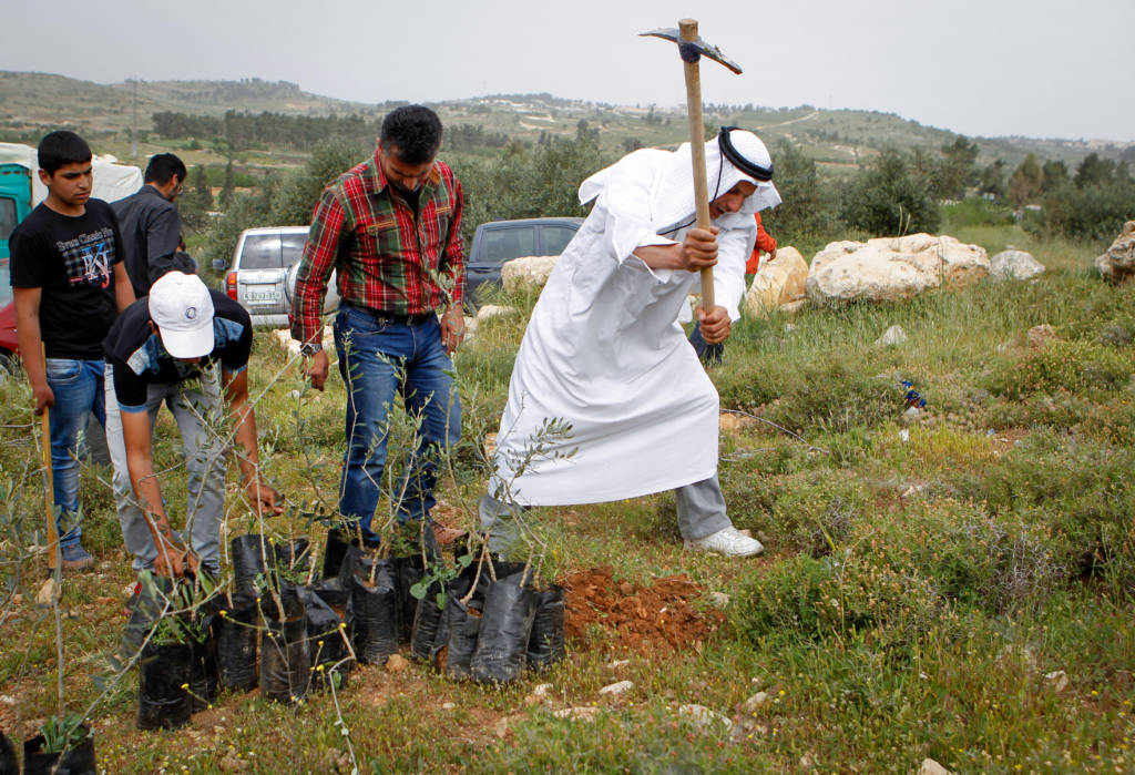 Palestinian trees