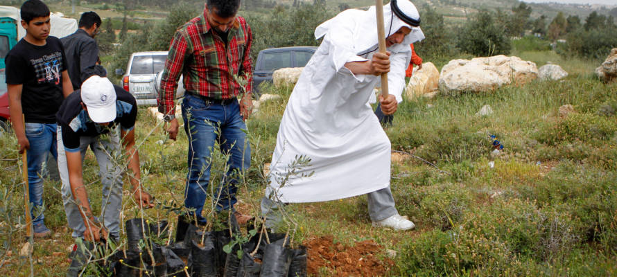 Palestinian trees