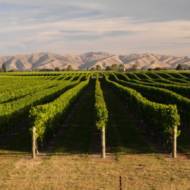 Brancott Estate Vineyard