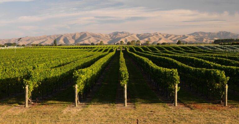 Brancott Estate Vineyard