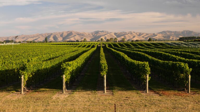 Brancott Estate Vineyard