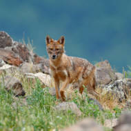 jackal