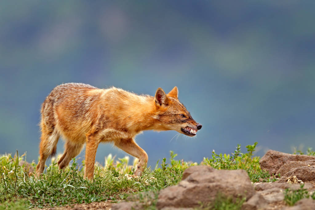 jackal