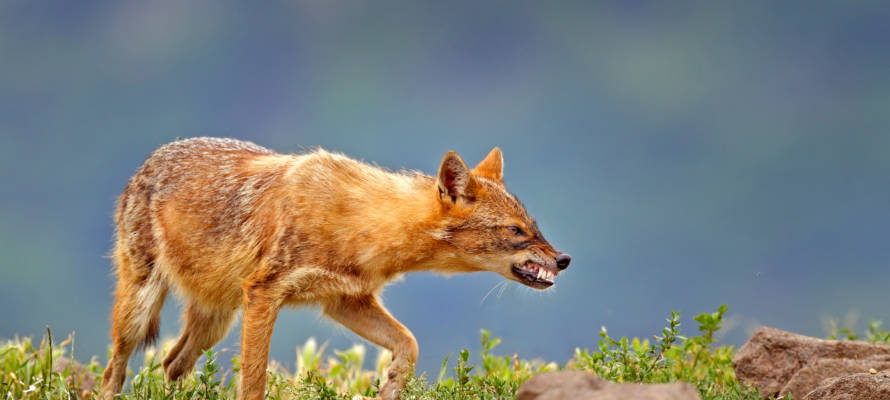 jackal