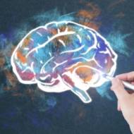 drawing human brain