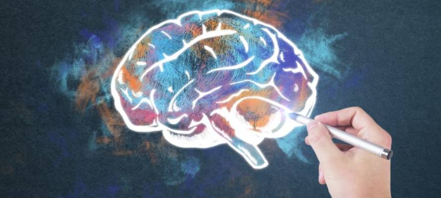 drawing human brain
