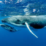 humpback whale