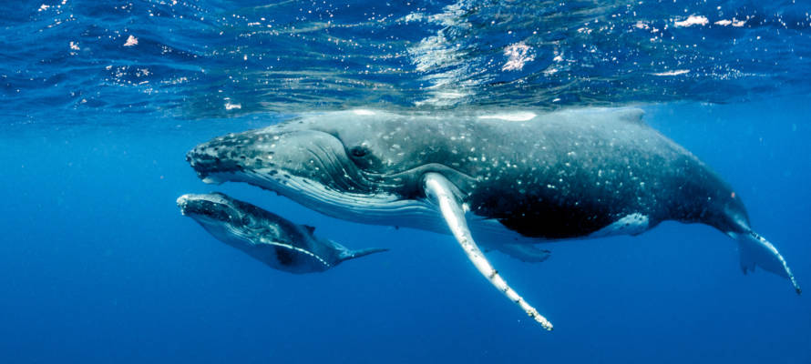 humpback whale